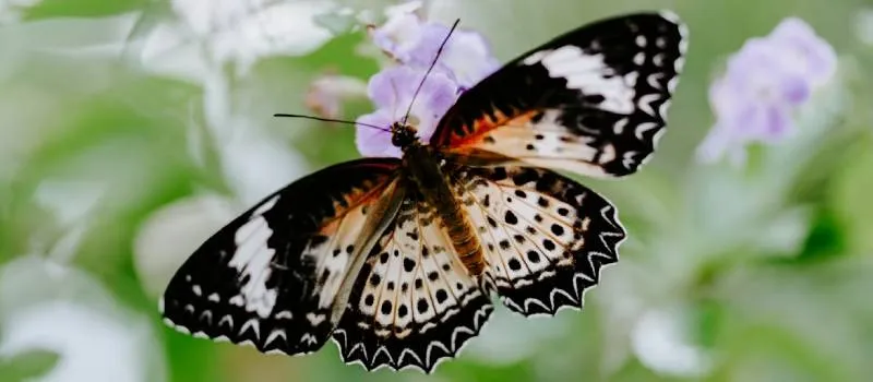 La mariposa viajera de Ana Corchero